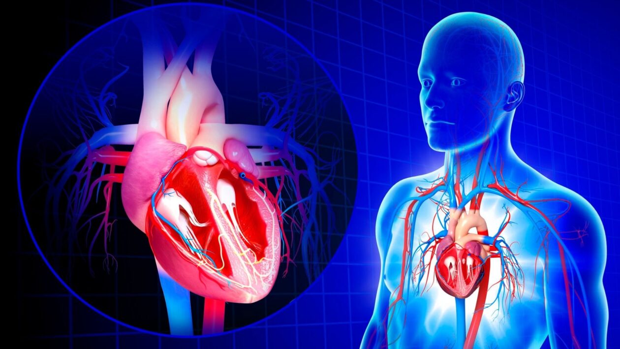 Proteínas RBPMS e RBPMS2 são essenciais para a saúde do coração.