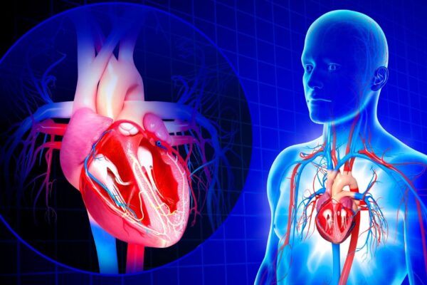 Proteínas RBPMS e RBPMS2 são essenciais para a saúde do coração.