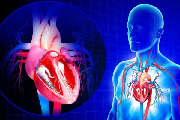 Proteínas RBPMS e RBPMS2 são essenciais para a saúde do coração.