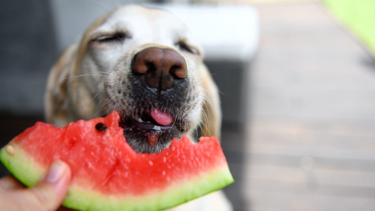 Frutas seguras, como banana e melancia, fornecem vitaminas e fibras essenciais para a saúde e digestão dos cães.