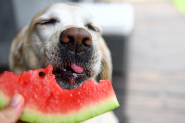 Frutas seguras, como banana e melancia, fornecem vitaminas e fibras essenciais para a saúde e digestão dos cães.