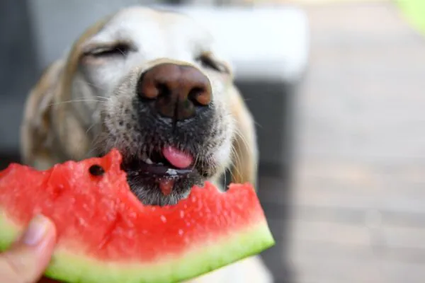 Frutas seguras, como banana e melancia, fornecem vitaminas e fibras essenciais para a saúde e digestão dos cães.