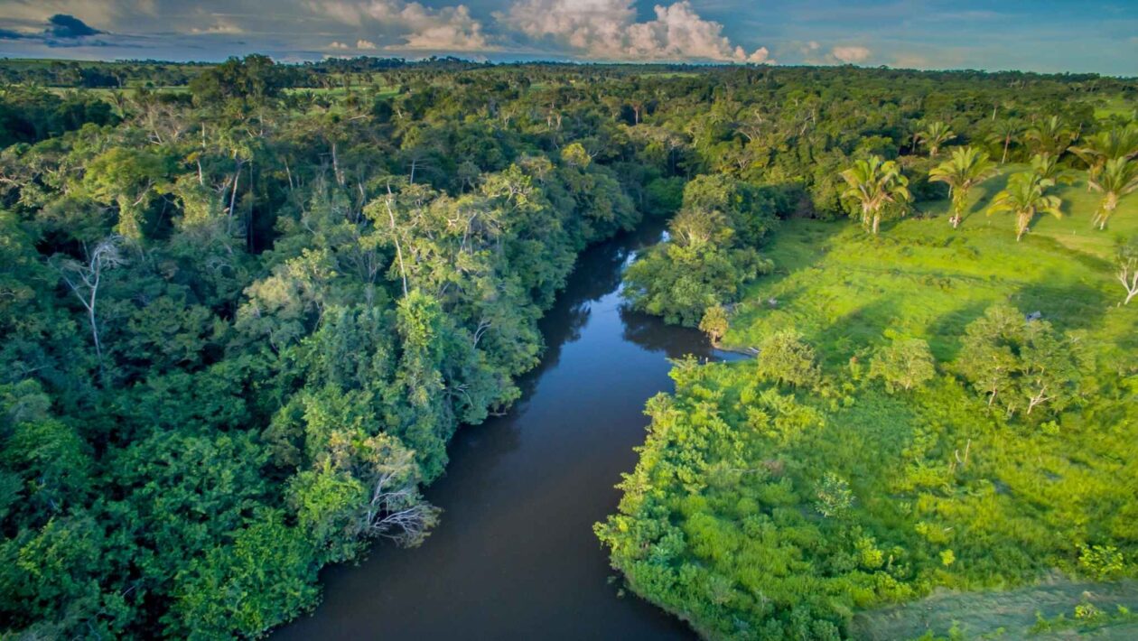 Amazônia testa futuro climático com CO2 em experimento inovador (Imagem: Getty Images/ Canva Pro)