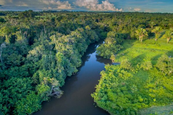 Amazônia testa futuro climático com CO2 em experimento inovador (Imagem: Getty Images/ Canva Pro)