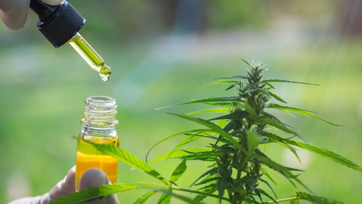 Anvisa bloqueia produtos irregulares de cannabis. (Foto: Getty Images via Canva)