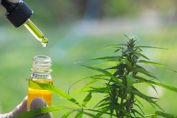 Anvisa bloqueia produtos irregulares de cannabis. (Foto: Getty Images via Canva)