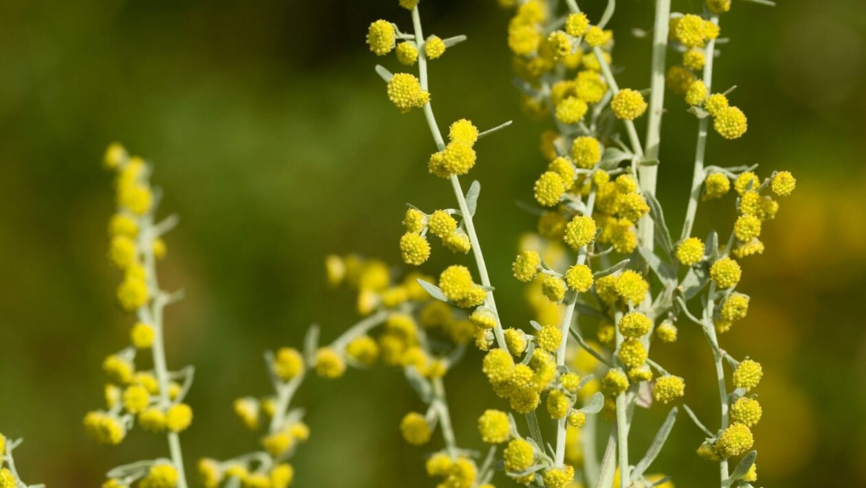 Losna: a erva amarga que transforma sua digestão naturalmente (Crédito: Getty Images/ Canva Pro)