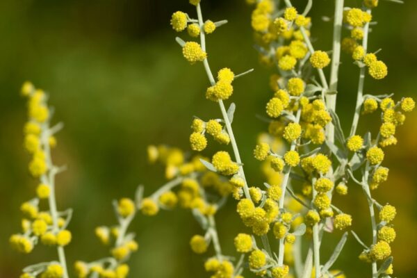 Losna: a erva amarga que transforma sua digestão naturalmente (Crédito: Getty Images/ Canva Pro)