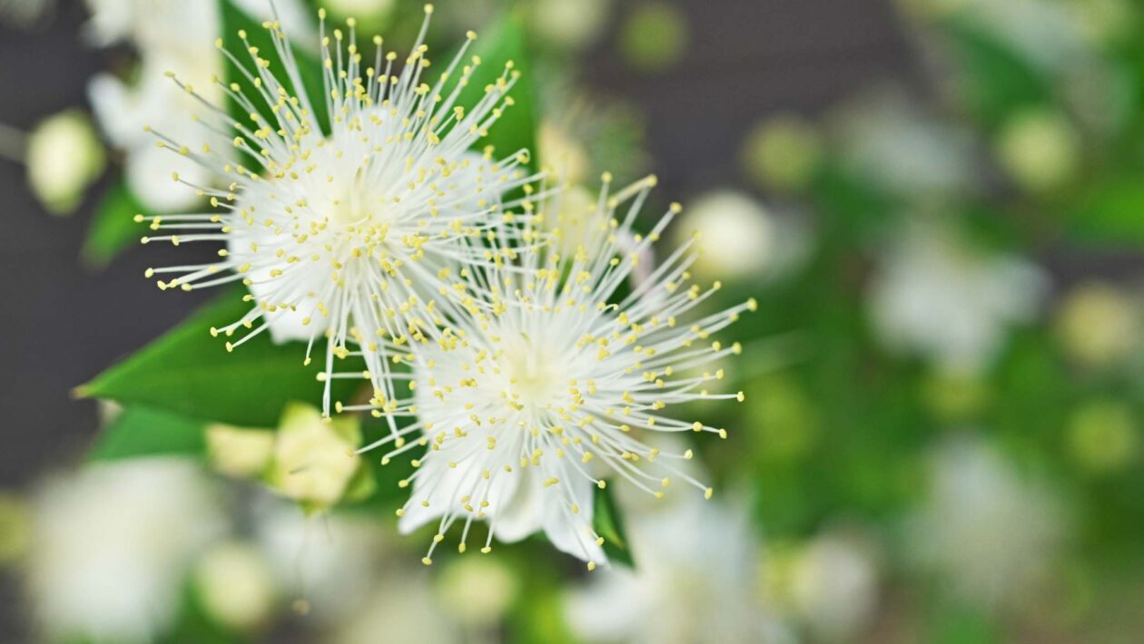 Cientistas congelam brotos para salvar árvore rara da extinção (Crédito: Getty Images/ Canva Pro)
