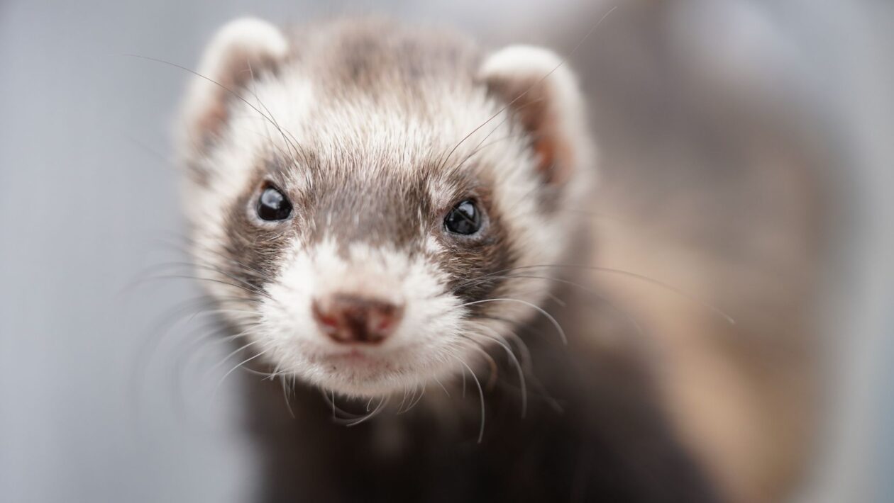 Cuidados com ferret doméstico