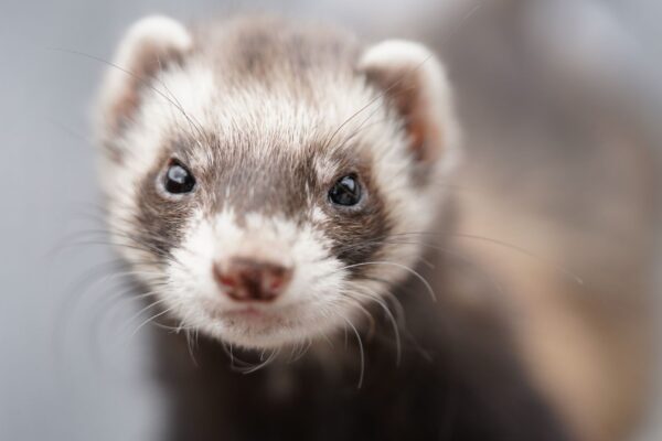 Cuidados com ferret doméstico