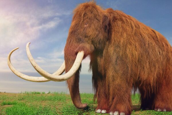 DNA microbiano de mamutes. (Foto: Getty Images)