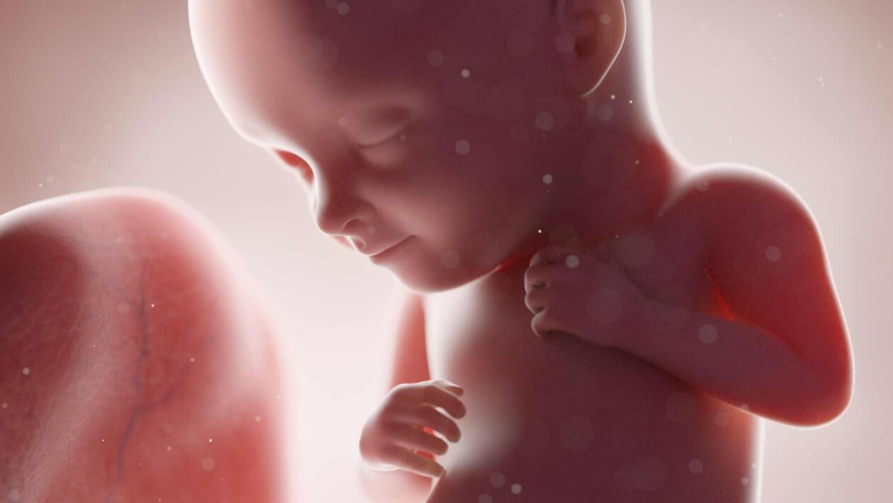 Vírus antigos ajudam a formar o embrião humano (Imagem: Sciencephoto/ Canva Pro)