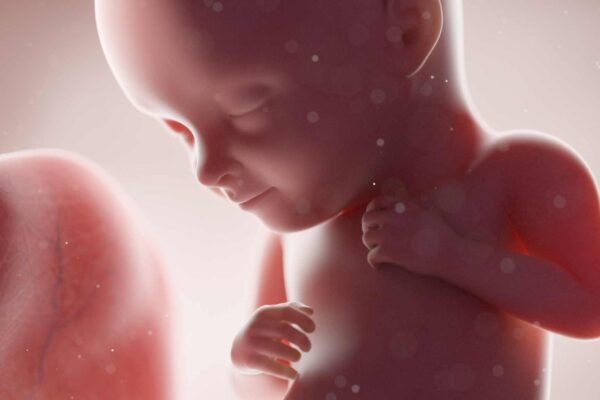 Vírus antigos ajudam a formar o embrião humano (Imagem: Sciencephoto/ Canva Pro)