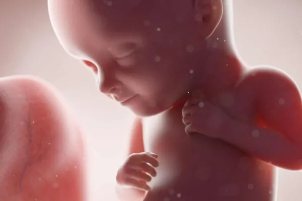 Vírus antigos ajudam a formar o embrião humano (Imagem: Sciencephoto/ Canva Pro)