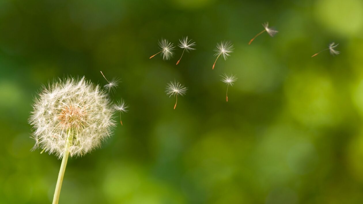 Dente de leão protege o fígado e combate toxinas. (Foto: Getty Images via Canva)