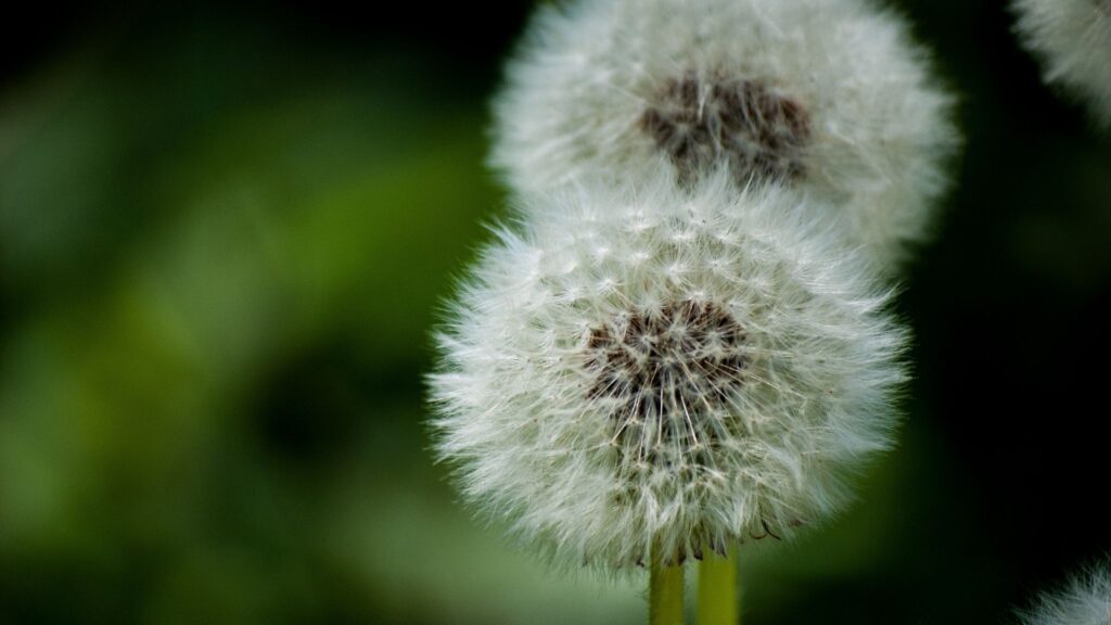 Antioxidantes do dente de leão fortalecem o sistema imunológico. (Foto: Pexels via Canva)
