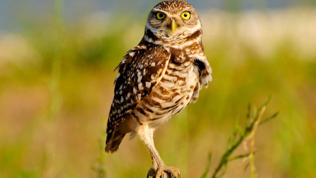 Aves do litoral carregam E. coli resistente a antibióticos (Imagem: Getty Images/ Canva Pro)