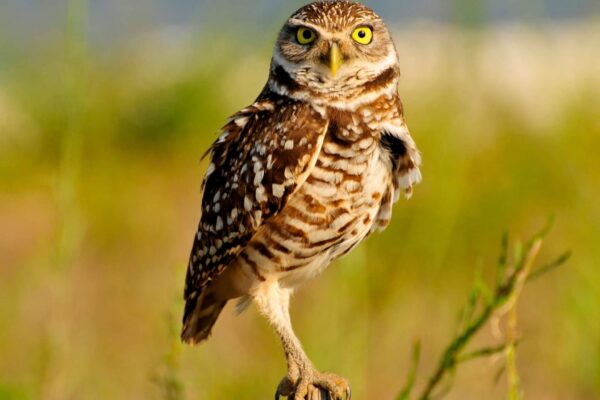 Aves do litoral carregam E. coli resistente a antibióticos (Imagem: Getty Images/ Canva Pro)
