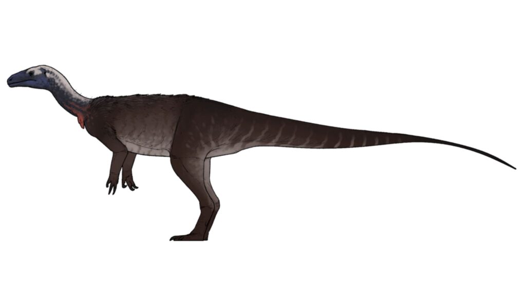 Pescoço longo e tamanho incomum marcam nova espécie. (Foto: Wikimedia Commons / Autor: Connor Ashbridge) – Licença CC BY