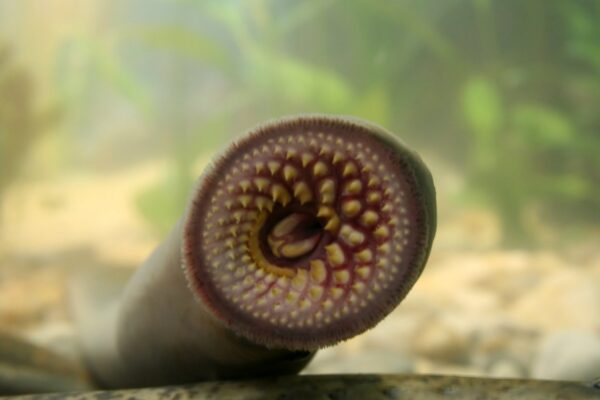 Lampreias pré-históricas atacavam presas com ventosas afiadas (Crédito: Getty Images/ Canva Pro)
