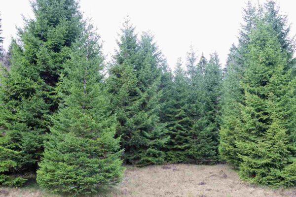 Abetos armazenam ouro microscópico nas agulhas como indicadores naturais (Crédito: Getty Images/ Canva Pro)