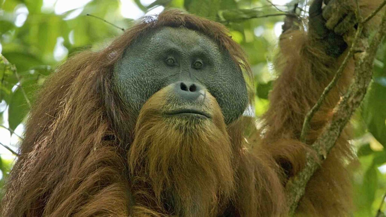 Novo grande primata descoberto já enfrenta risco extremo de extinção (Crédito: Tim Laman/ CC BY 4.0)