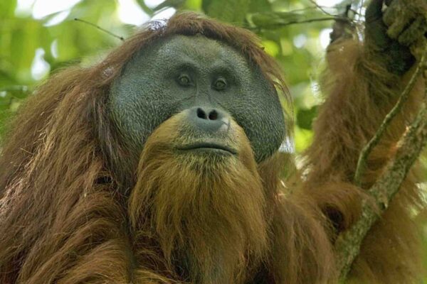 Novo grande primata descoberto já enfrenta risco extremo de extinção (Crédito: Tim Laman/ CC BY 4.0)