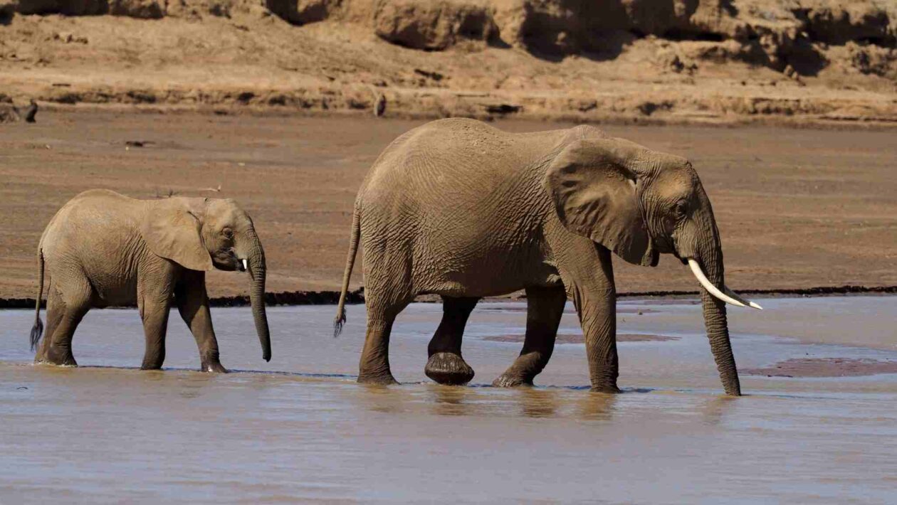 Queda da energia natural ameaça ecossistemas e futuro da biodiversidade (Imagem: Getty Images/ Canva Pro)