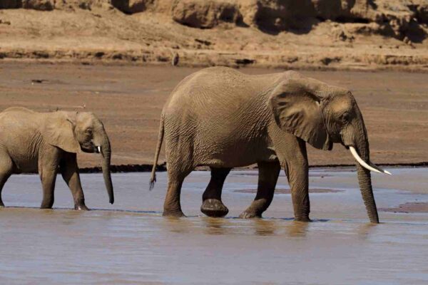Queda da energia natural ameaça ecossistemas e futuro da biodiversidade (Imagem: Getty Images/ Canva Pro)
