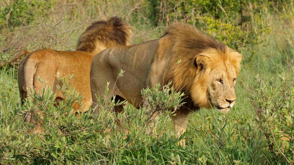 Megafauna em declínio reduz o “motor” ecológico da África (Imagem: Canva Pro)