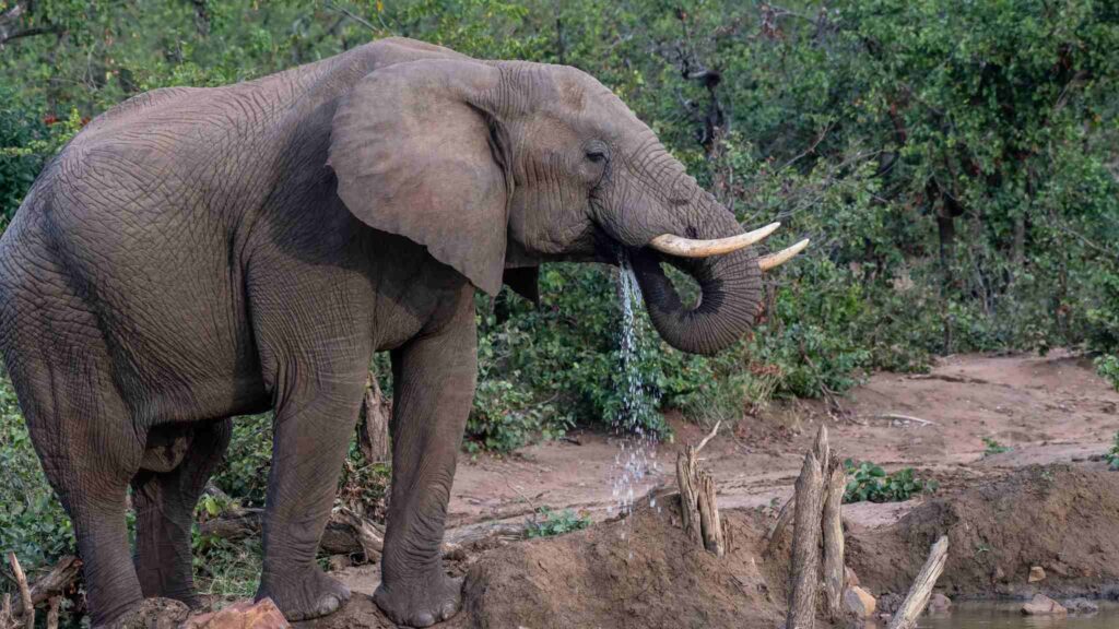 Menos elefantes, menos vida: estudo alerta para risco global (Imagem: Getty Images/ Canva Pro)