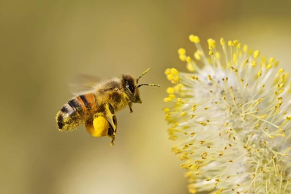 Pólen transformado em papel: inovação sustentável em laboratório (Crédito: Getty Images/ Canva Pro)