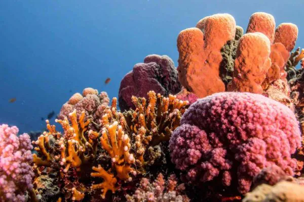 Recifes turvos do Triângulo de Coral oferecem resistência climática (Crédito: TrueCreatives/ Canva Pro)