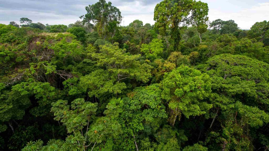 Florestas recuperadas absorvem carbono, mas não compensam emissões fósseis (Crédito: Getty Images/ Canva Pro)