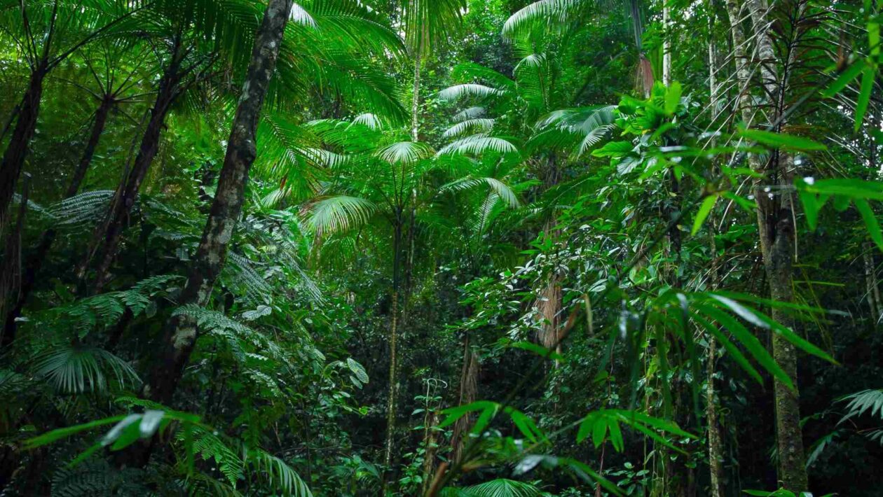 Regeneração natural das terras absorve CO₂, mas não resolve a poluição. (Crédito: Getty Images/ Canva Pro)