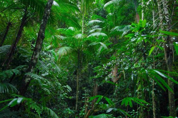 Regeneração natural das terras absorve CO₂, mas não resolve a poluição. (Crédito: Getty Images/ Canva Pro)