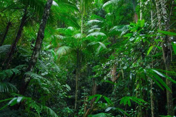 Regeneração natural das terras absorve CO₂, mas não resolve a poluição. (Crédito: Getty Images/ Canva Pro)