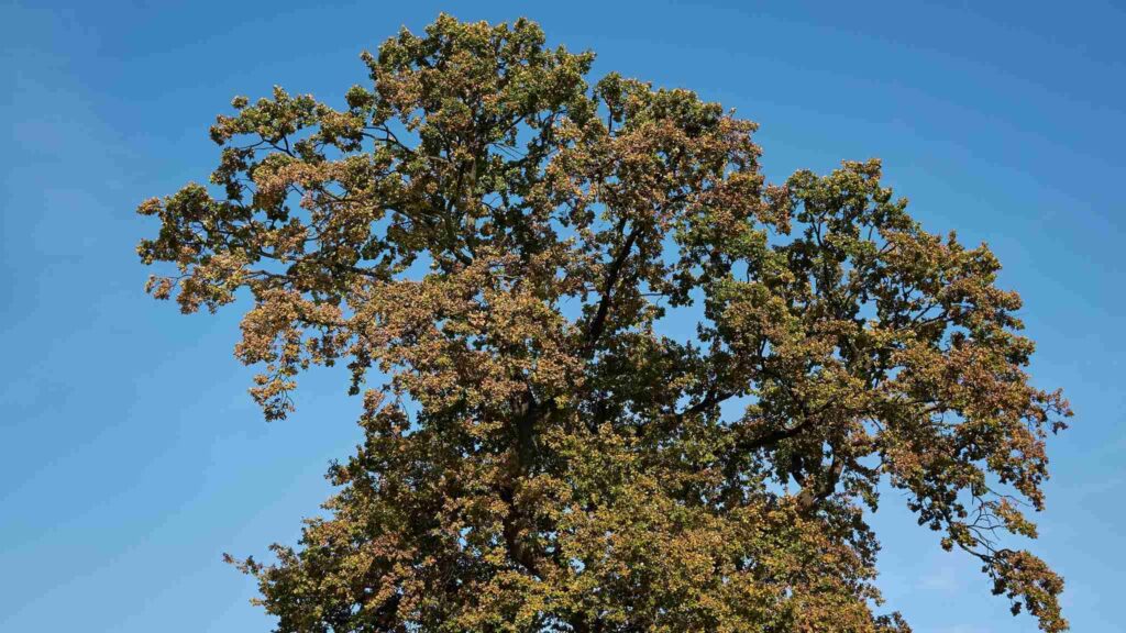 Novos marcadores genéticos ajudam carvalhos a resistir ao clima e pragas (Imagem: Getty Images/ Canva Pro)