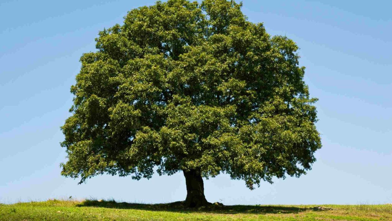 Genoma do carvalho-branco revela segredos para florestas mais fortes (Imagem: Getty Images/ Canva Pro)
