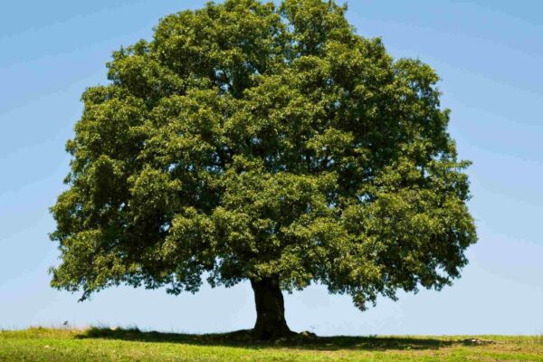 Genoma do carvalho-branco revela segredos para florestas mais fortes (Imagem: Getty Images/ Canva Pro)