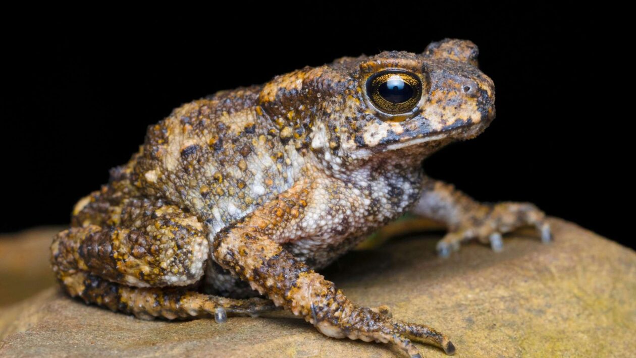 Glândulas venenosas impulsionam a expansão global dos sapos (Crédito: RealityImages/Canva Pro)