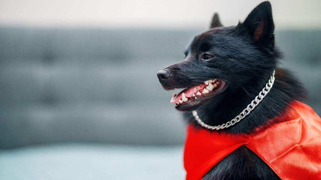 Inteligente e curioso, aprende truques com rapidez e entusiasmo. (Foto: Getty Images via Canva)