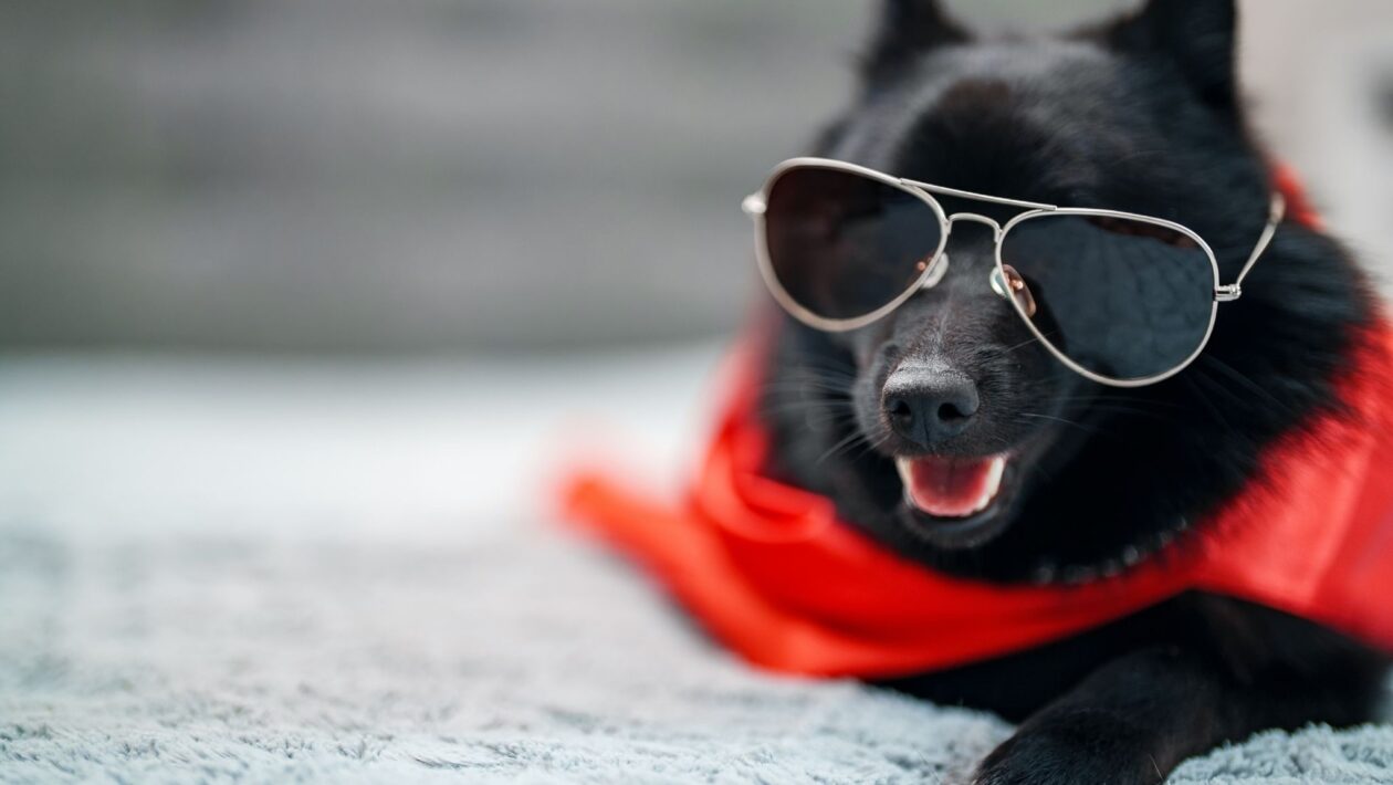 Cão de guarda natural, alerta e corajoso mesmo sendo pequeno. (Foto: Getty Images via Canva)