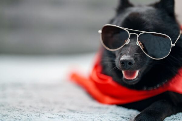 Cão de guarda natural, alerta e corajoso mesmo sendo pequeno. (Foto: Getty Images via Canva)
