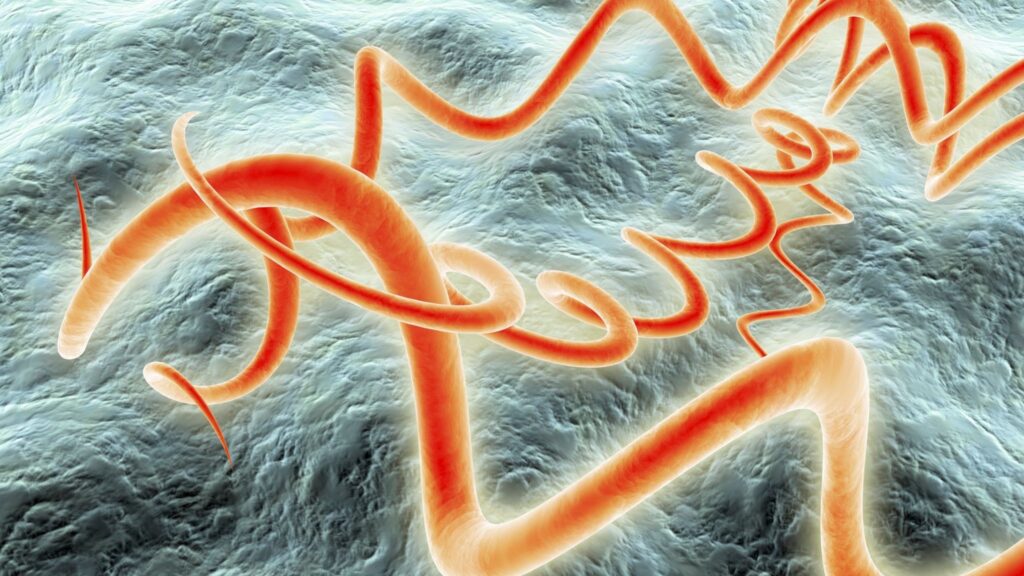 Sífilis é causada pela bactéria Treponema pallidum, transmissível sexualmente. (Foto: Science Photo Library via Canva)