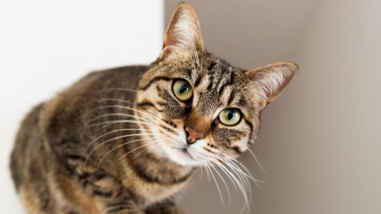 Abordagem preventiva garante bem-estar e vitalidade felina. (Giulia Frezzato / Canva Pro)