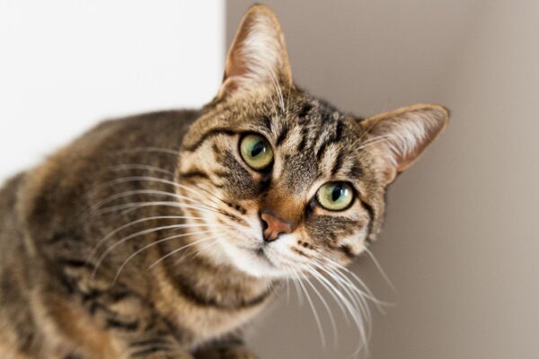 Abordagem preventiva garante bem-estar e vitalidade felina. (Giulia Frezzato / Canva Pro)