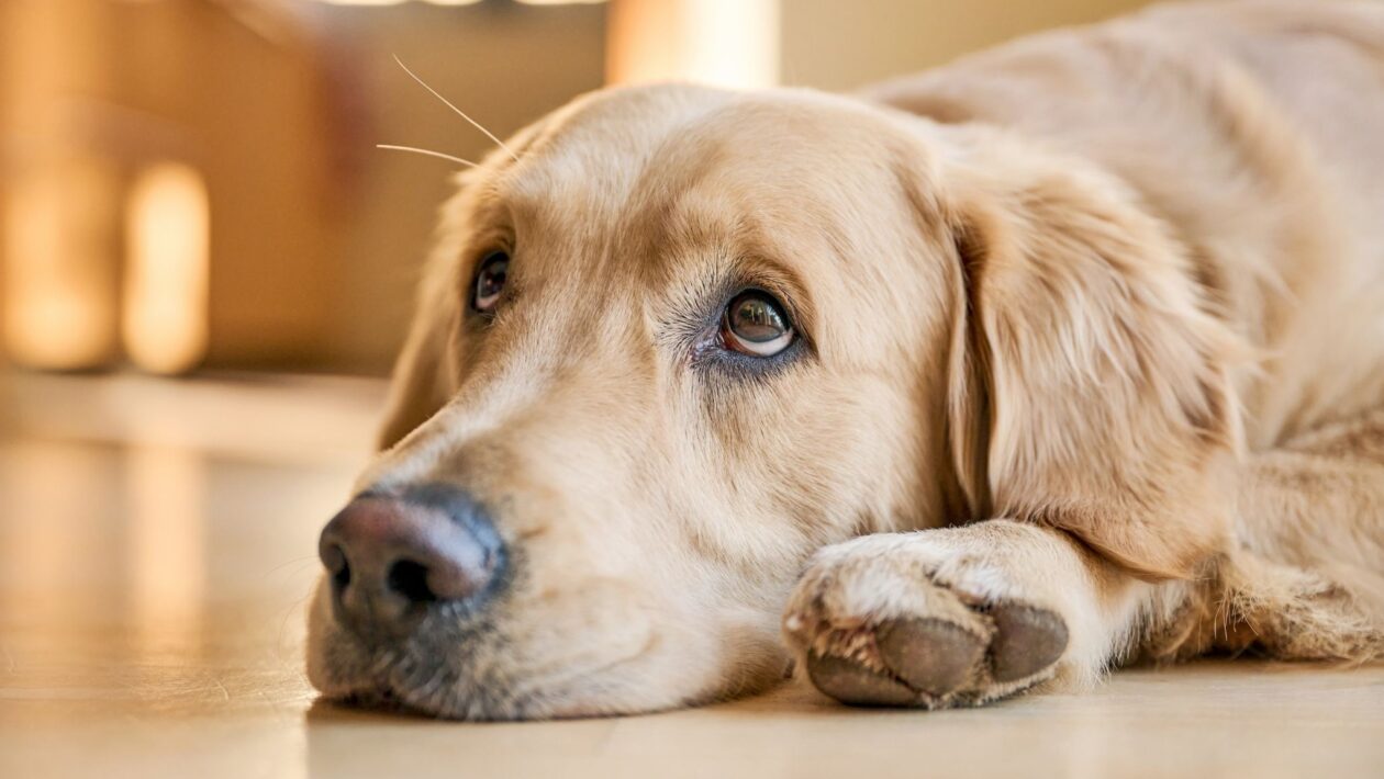 Ausências breves podem gerar medo e estresse no cão. (Foto: Getty Images / Canva Pro)