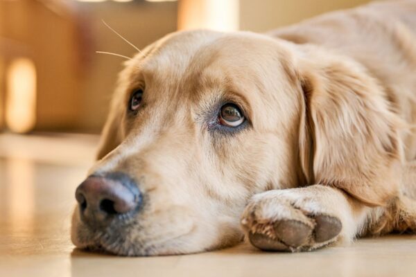 Ausências breves podem gerar medo e estresse no cão. (Foto: Getty Images / Canva Pro)
